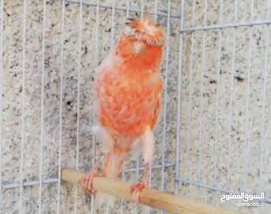 يوجد طيور كناري مميزة وجميلة في الخليل