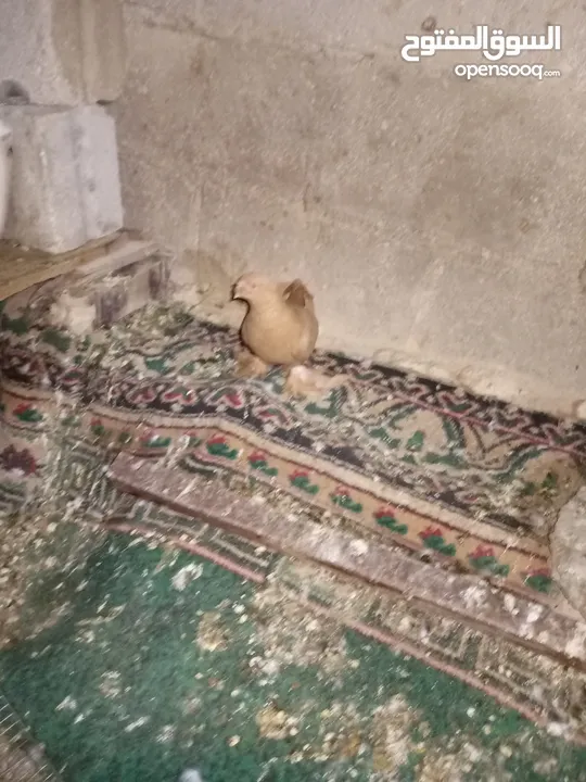 متاح طواير حلوات شغلات مكفولات شغل كينه شغل ماشاء الله