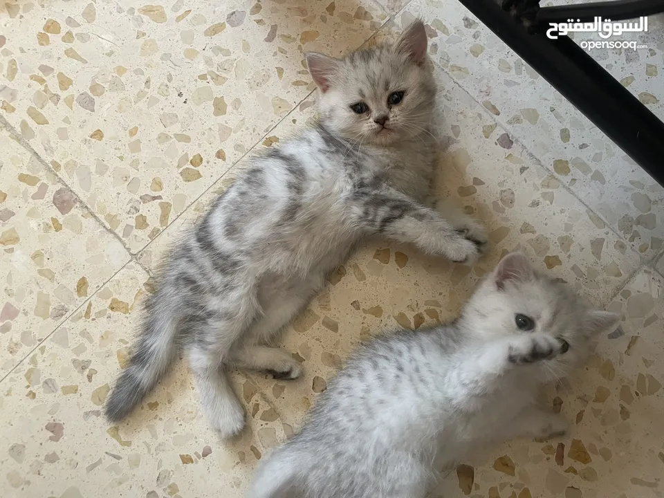 بريتش سلفر بيوووور