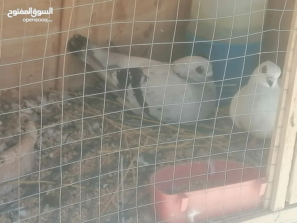 حمام للبيع