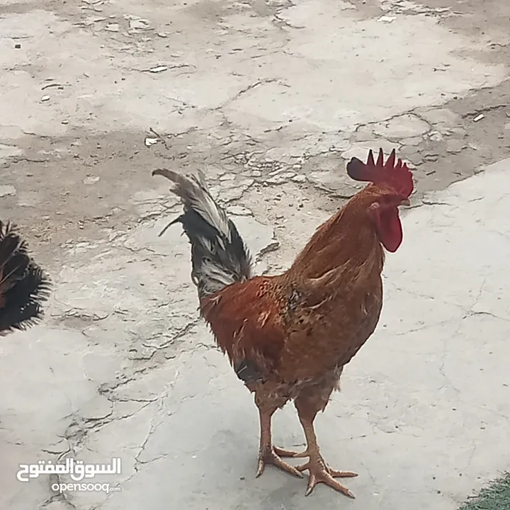 ديج و دجاجه مالات بيت الدجاجه بياضه عمر سنه مالات العام