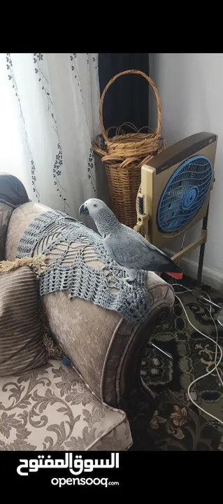 ببغاء كاسكو متحدث نمبر ون اليف عجينه محجل حجل فضي بطلع على الايد وما بعض نهائيا شوف الوصف