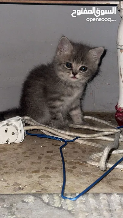 قطط سكوتس مكس هملايا