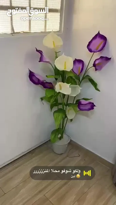 شجر زينه جديد للبيع اشكال واحجام مختلفه تصل لطول 2متر وتبدا اسعار من 5دينار ويوجد توصيل