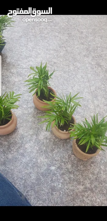 نباتات ضلي داخل البيت