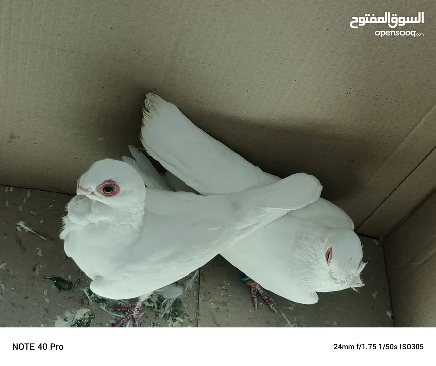 جوز بولندي