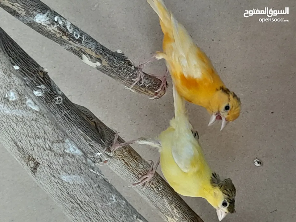 حبتين كنار أحمر واصفر مقرفل العمر شهرين