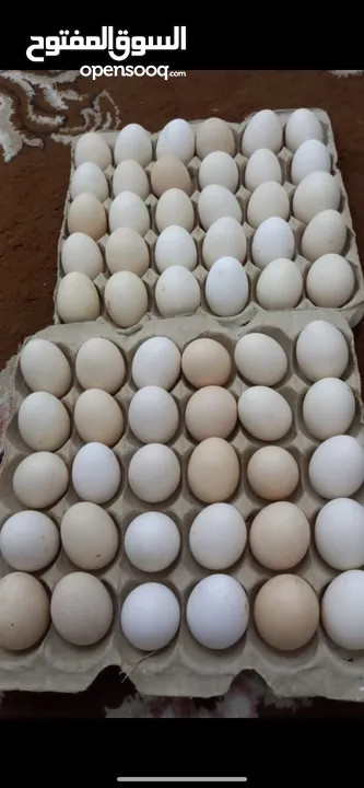 بيض مخصب الشيت ريالين