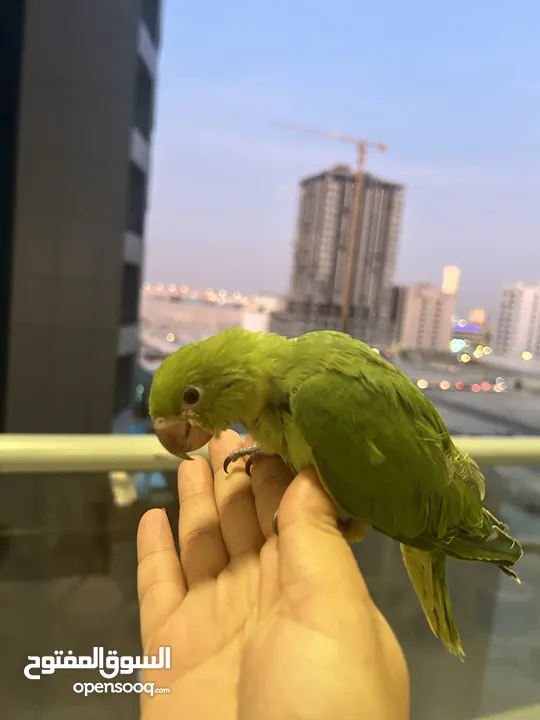 Ring neck parrot for sale-