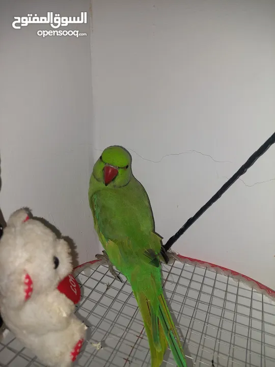 ببغاء درارة هندي ذكر اسمو كوكو عمر سنتين مطوق اليف جدا ما بعض نهائي لعوب بحب الاطفال