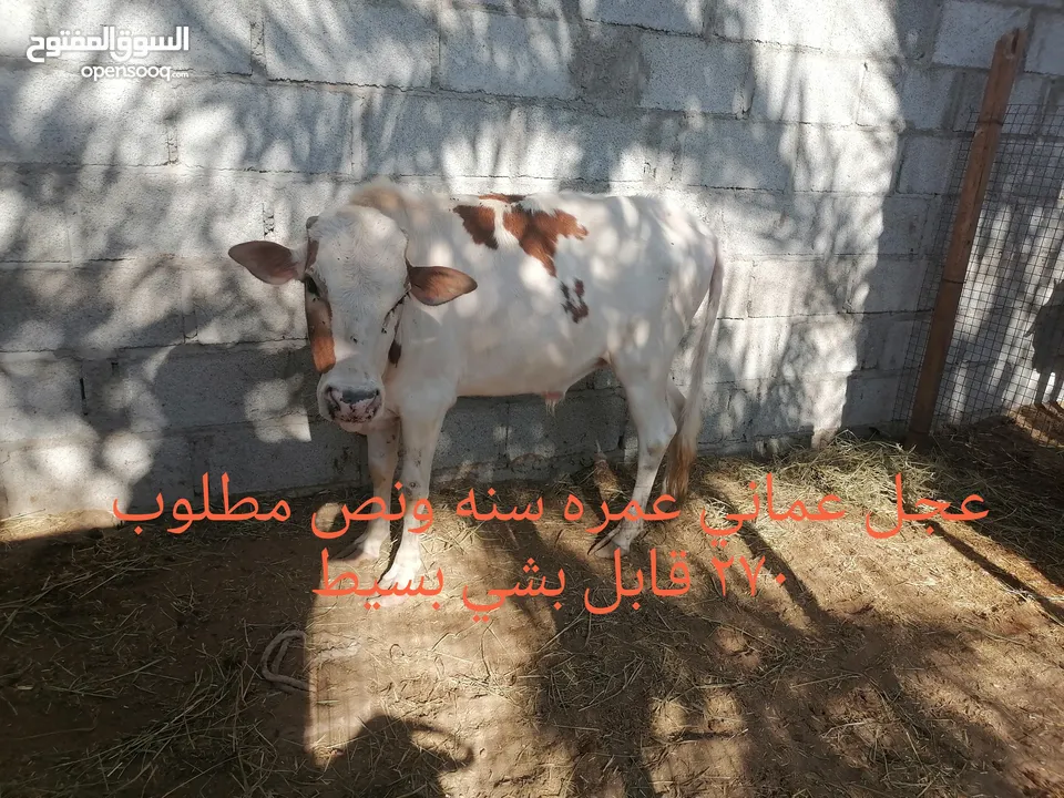 ثيران عمانيه