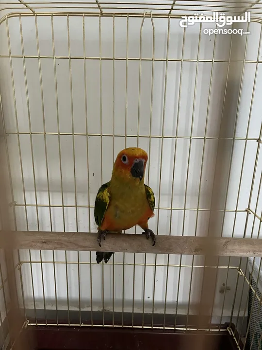 Hand tamed sun conure for sale