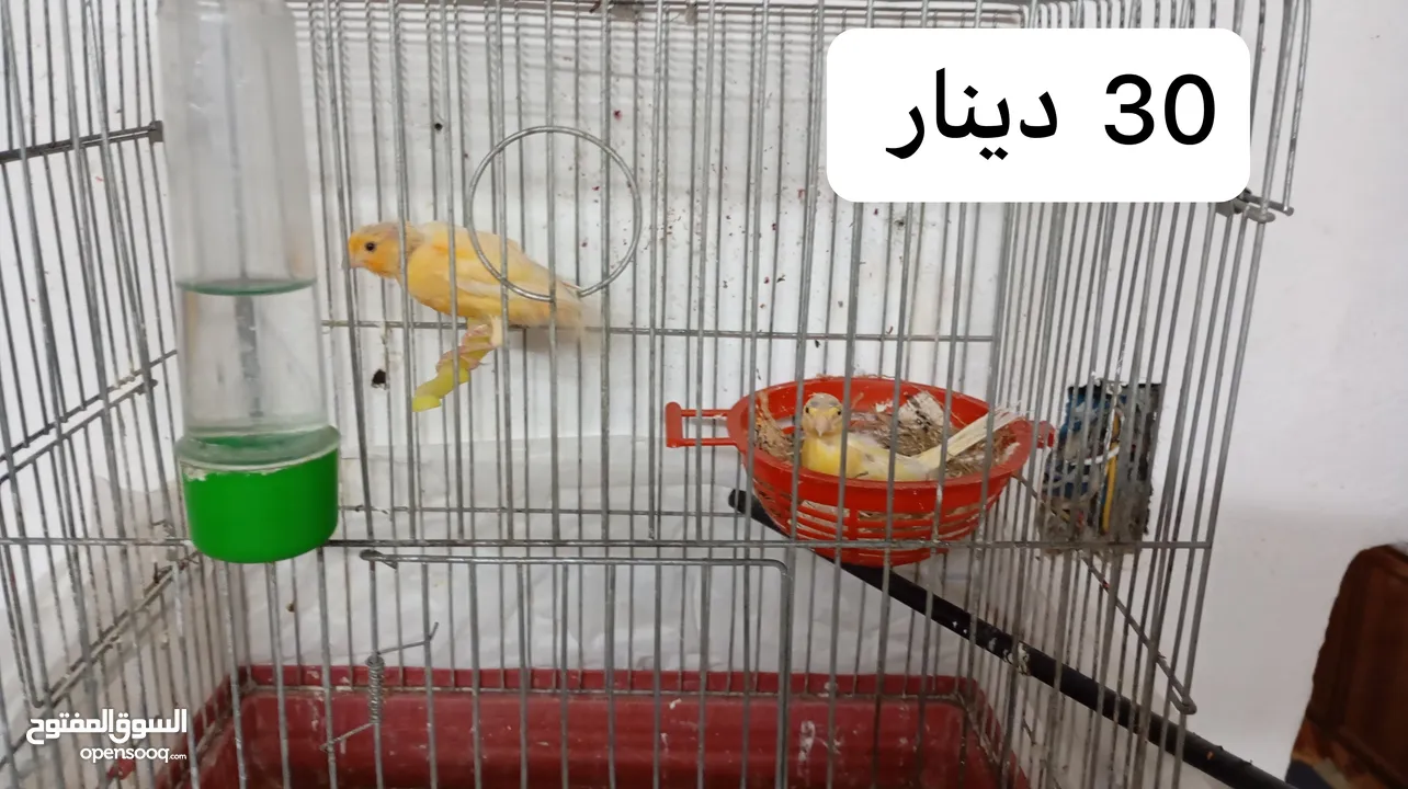 3 جواز عصافير كنار تحتهم بيض + فراخ عمر شهرين ونصف واكثر للبيع موجود في مادبا