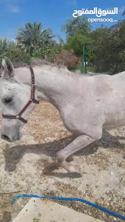 مهر سنتين ونص