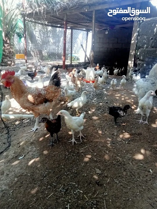 دجاج للبيع مختلف الاحجام والاعمار