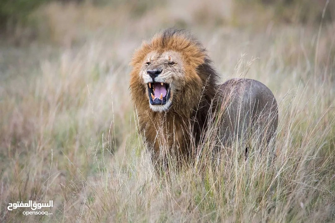 TAMRON SP 150-600mm F/5-6.3 Di  عدسة تامرون لكاميرات النيكونG2 for NIKON