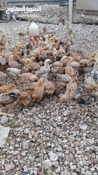 خم حمام بلدي ومعو انواع +صيصان بلدي عمر 33 يوم  للبيع بسعر الحرق الله يبارك لصاحب النصيب