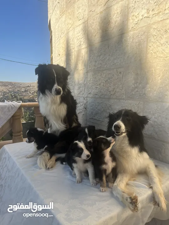 Border collie لاول مرة في الاردن