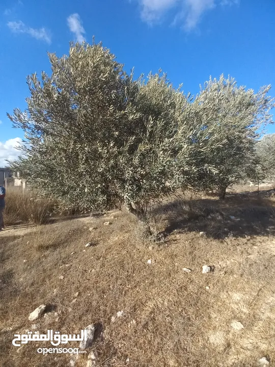 أرض للبيع للبناء مساحة 670 متر مربع مرتفعة ومطلة وقريبة من جامعة بير زيت