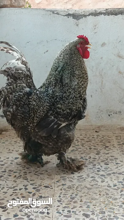 ديوك براهما بيور