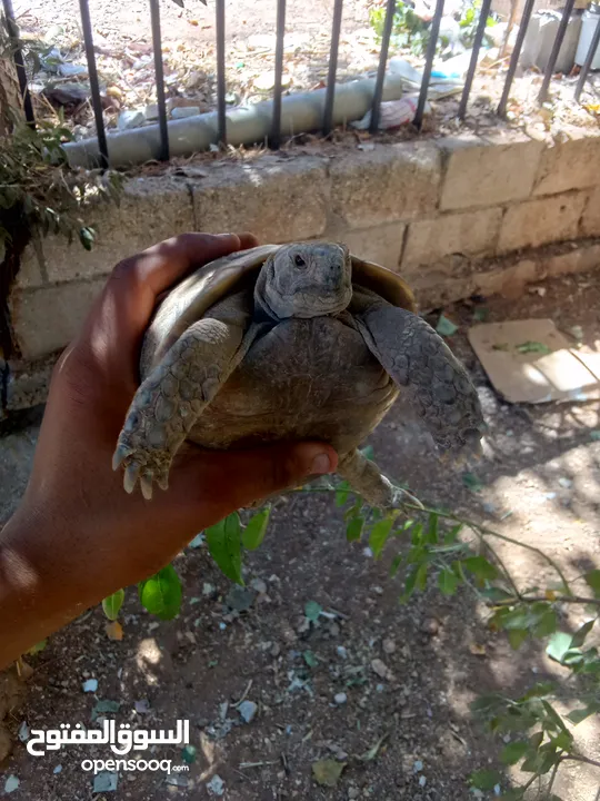 مطلوب ذكر ضروري يكون شغال و حلو