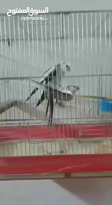 جوز كوكتيل شغال