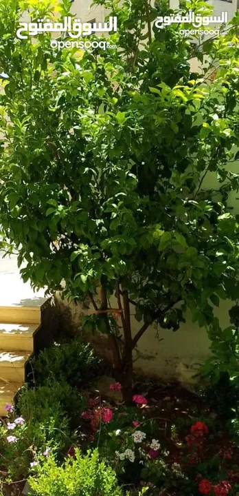 شقه فارغه للإيجار