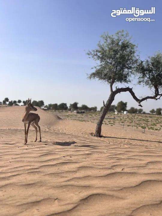 عزال عماني اصيل ذكر اليف 100‎%‎ اسمه شهم