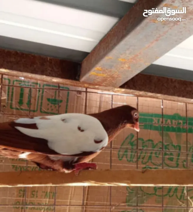 جواز وفراخ للبيع مشكل اقرء الوصف كامل