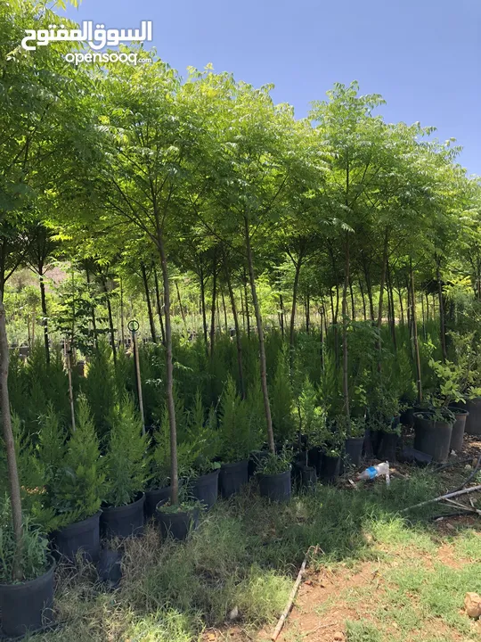 مشاتل الاندلس لانتاج وبيع جميع انواع الاشجار المثمره واشجار الزينه البلديه والمستوردة