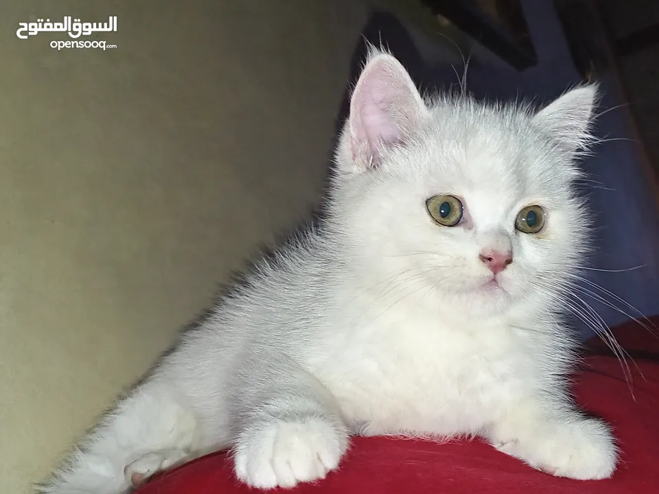 قط  و قطه هملايا شوكلت و قطتين  كتنز كتن بيبي  3 شهور  ابيض ناصع و عيون زرق  القط رغدول البيور الضخم