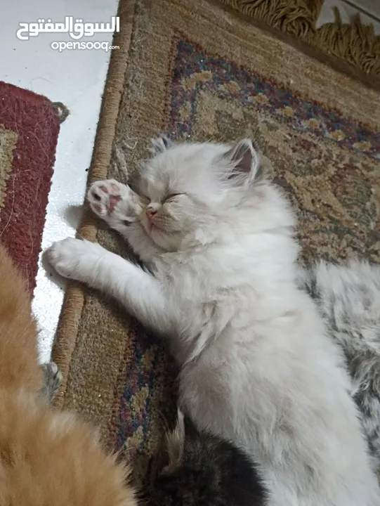 persian and shirazi cats