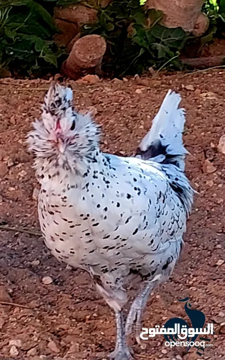 دجاجة هامبورغ