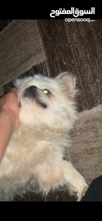 كلب بكينز للبيع داخل فلسطين رام الله  العمرو 3 سنين ونصف