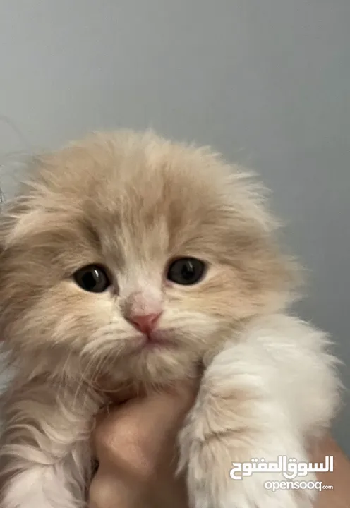 قطه كيتين سكوتش فولد  Scottish fold kitten long hair bicolor cream and white (التواصل واتس اب)