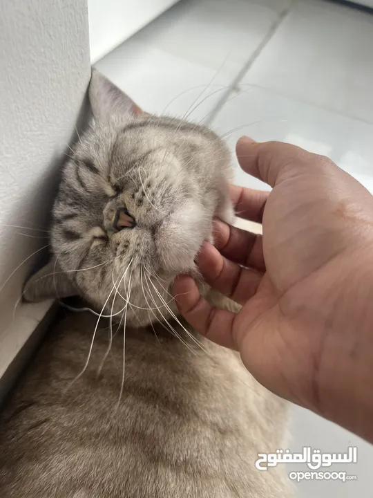 قطتان جميلتان تبحثان عن بيت دافئ  Two lovely cats looking for a loving home