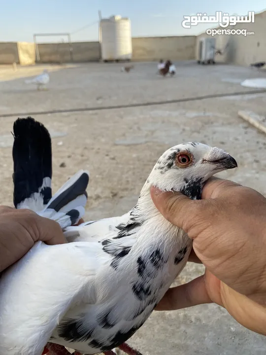كوم حمام للبيع