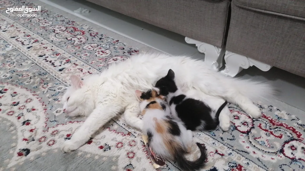 قطه تركيه مع بناتها للبيع Turkish cat with her daughters (214832770