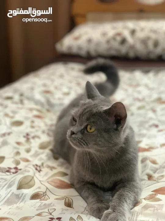 سكوتش للبيع انثى حامل من سكوتش كمان لببيع