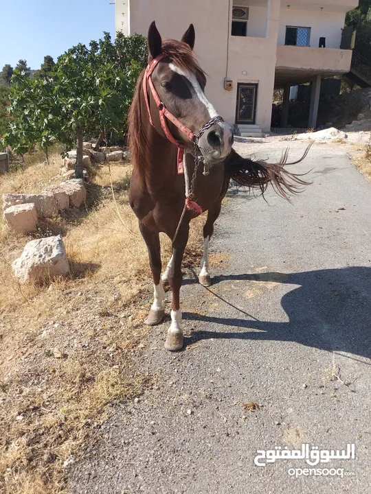 نخب النخب للبيع