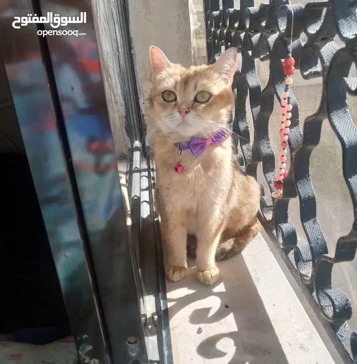 انثى سكوتش جولدن ny12 عمر سنه ونص منتجه وإنتاجها بجنن بيور ميه بالميه متعوده على اللتر بوكس