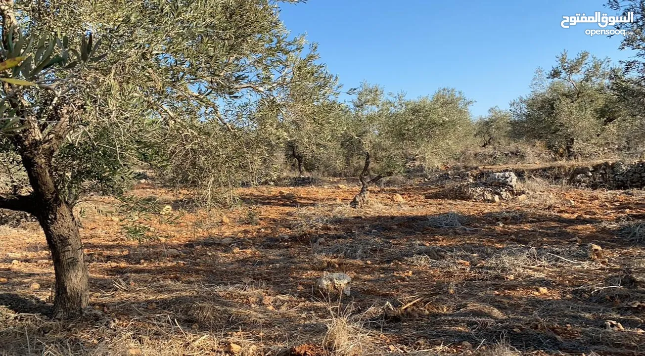 أرض مسطحة على رأس جبل مليئة بأشجار الزيتون تصنيف بي