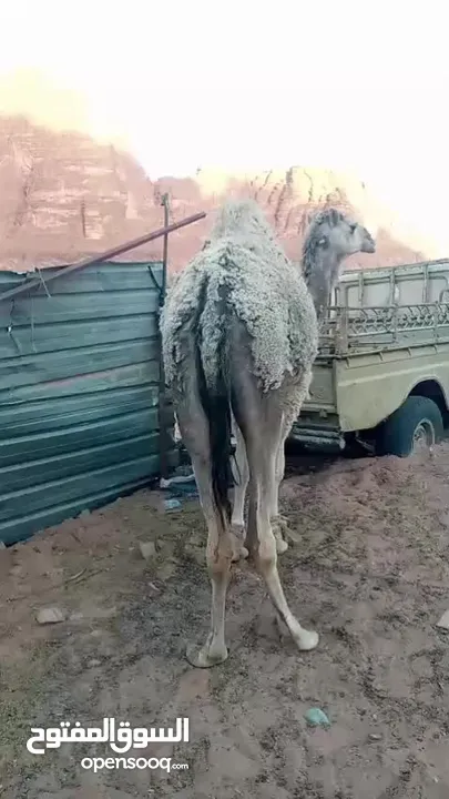 ناقه ثنيه ضحيه الرجاء التواصل مع ابو قاسم صاحب العلاقه على  وتس اب