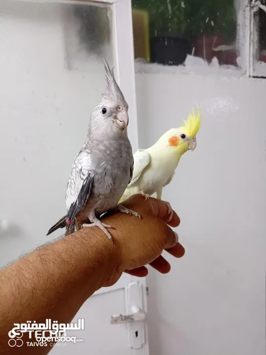 ‏جوز عصافير كوكتيل