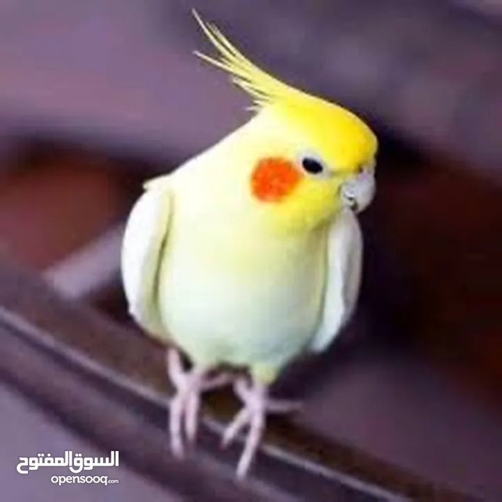 مطلوب ذكر كوكتيل لاتينو شغال