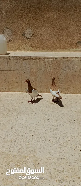 متاح 3جواز جوز لهوارت قراقطه وجوز يهوديات تركيب جديد وفي جواز بلجيكي زرزور عل بلجيكي