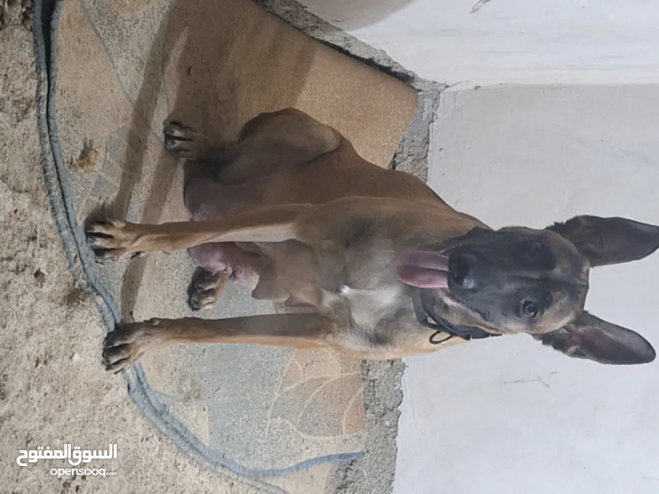 جراو مالينوا الأصل  للبيع  عمر عشرين يوم