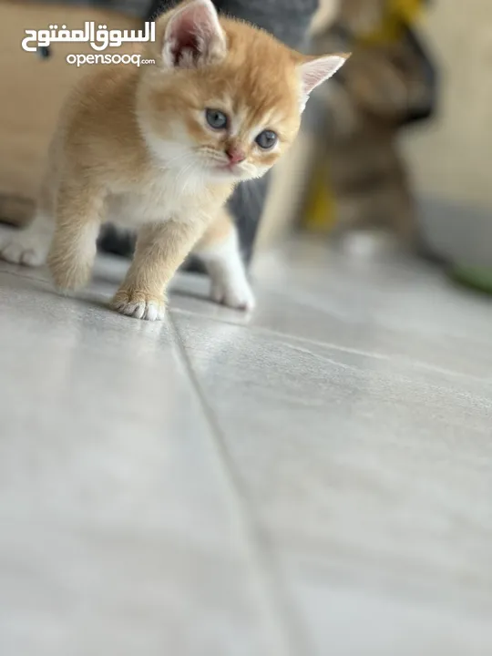 Very beautiful kitten at affordable price