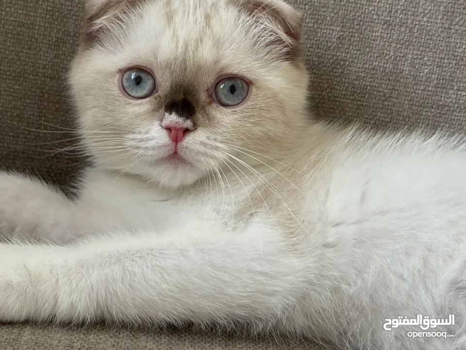 قطة سكوتش فولد عمر 3 اشهر Scottish fold cat 3 months