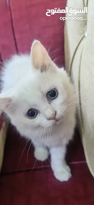 للبيع قطة شيرازيه عمرها ثلاث شهور